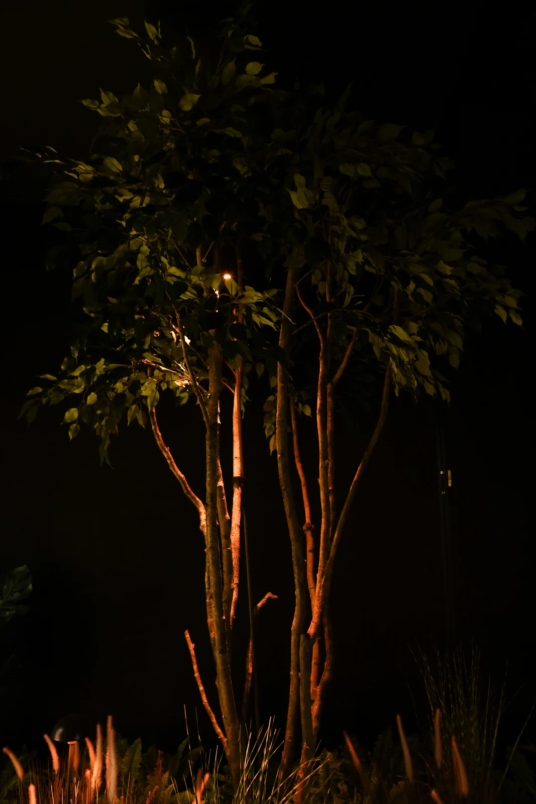 Multi stem master in situ — Trees