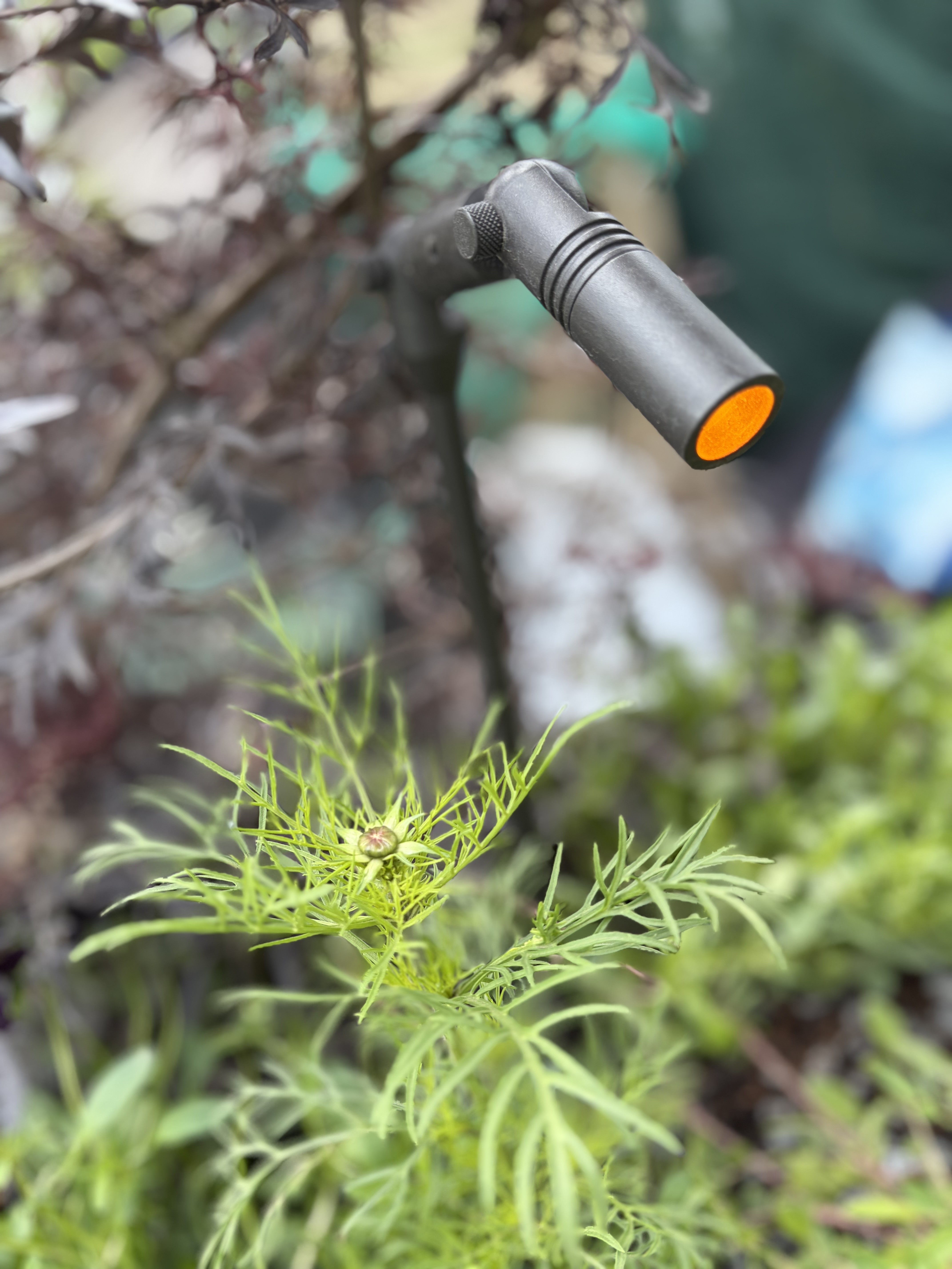 Tree-mounted downlight in the Nocturnal Garden, demonstrating dark sky compliant lighting — light directed downward only with no illumination of the canopy or sky
